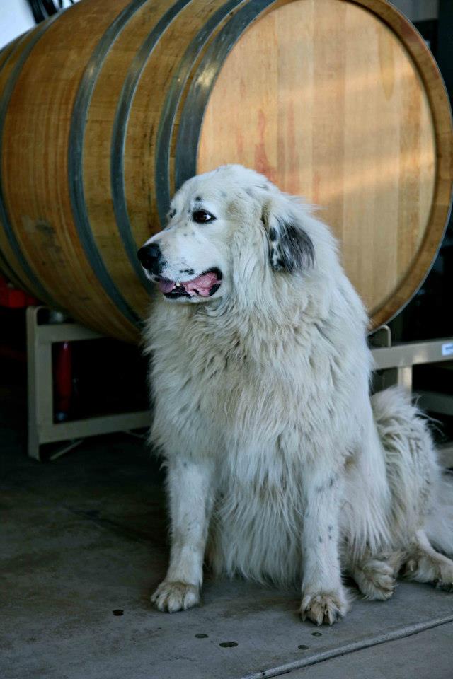 Pearl the Great Pyrenees at Dono dal Cielo winery
